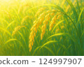 An illustration of golden ears of rice swaying in the wind before harvest 124997907