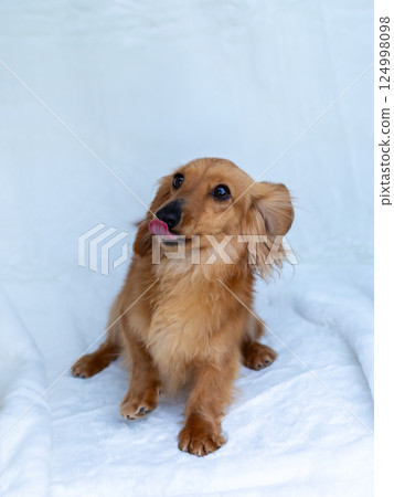 卡寧金臘腸犬成年犬 卡寧金臘腸犬成年犬 124998098