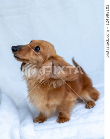 卡寧金臘腸犬成年犬 卡寧金臘腸犬成年犬 124998102