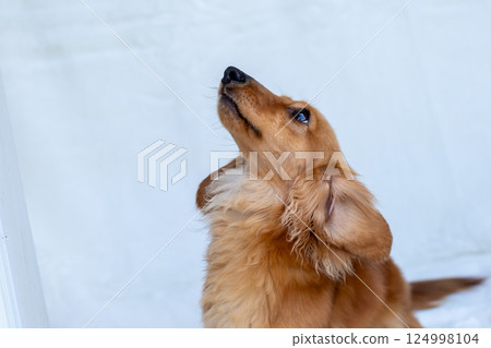 卡寧金臘腸犬成年犬 卡寧金臘腸犬成年犬 124998104