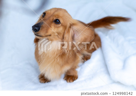 Kaninchen Dachshund Adult Dog Kaninchen Dachshund Adult Dog 124998142
