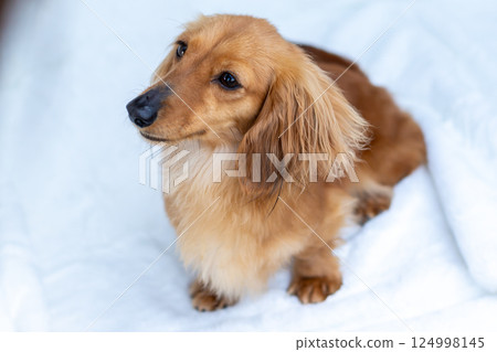 卡寧金臘腸犬成年犬 卡寧金臘腸犬成年犬 124998145