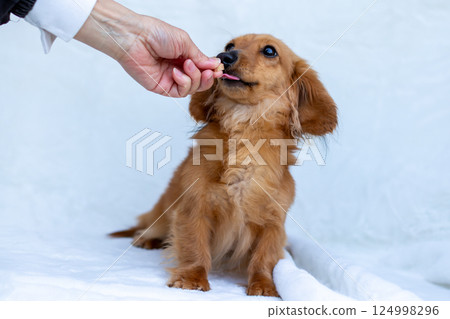 卡寧金臘腸犬成年犬 124998296