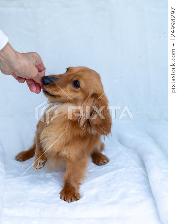 卡寧金臘腸犬成年犬 124998297