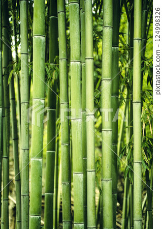 Bamboo forest background. Green thickets of bamboo plant in Asia Bamboo forest background. Green thickets of bamboo plant in Asia 124998326