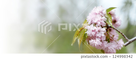 Cherry sakura blossoms branch banner background  124998342