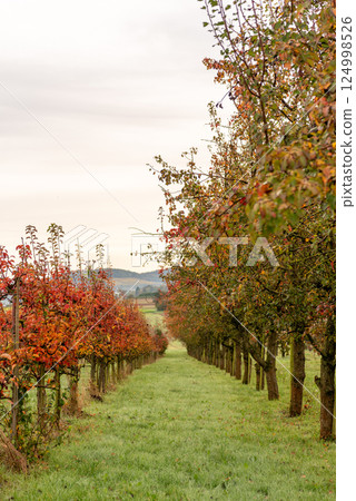 Apple and pear trees in a row in an autumn orchard in Stuttgart, Germany Apple and pear trees in a row in an autumn orchard in Stuttgart, Germany 124998526