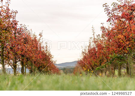 Apple orchard in autumn, low angle view, in Stuttgart, Germany Apple orchard in autumn, low angle view, in Stuttgart, Germany 124998527
