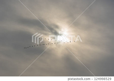 Birds migrate in V formation, in silhouette against a gray sky, in Stuttgart, Germany Birds migrate in V formation, in silhouette against a gray sky, in Stuttgart, Germany 124998529