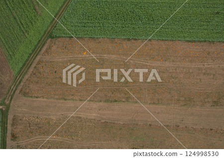 Drone aerial image with pumpkin farm in Stuttgart, Germany 124998530