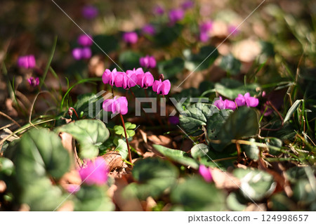 粉紅色的小花，野生仙客來 124998657