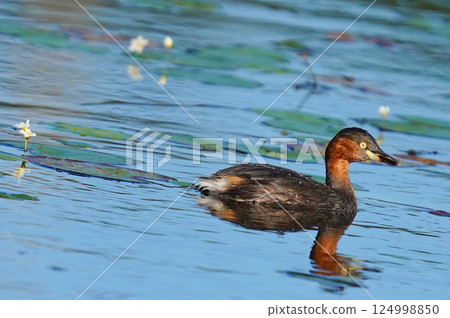 Water birds swimming on the blue water surface① Water birds swimming on the blue water surface① 124998850