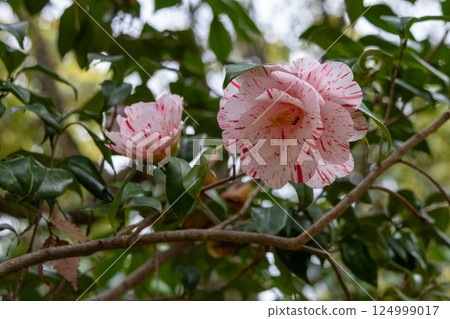 公園裡的山茶花 124999017