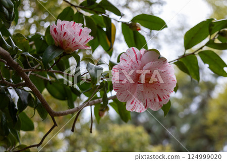 Camellia flowers in the park Camellia flowers in the park 124999020