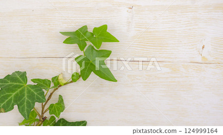 Green ivy and natural wood grain background material Green ivy and natural wood grain background material 124999164