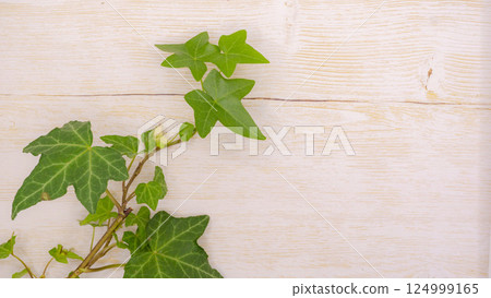 Green ivy and natural wood grain background material Green ivy and natural wood grain background material 124999165