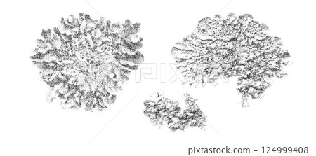 Vintage Stippling Illustration of a Lichen Featuring Intricate Details 124999408