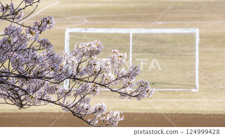 Cherry blossoms and soccer goal on the ground Cherry blossoms and soccer goal on the ground 124999428