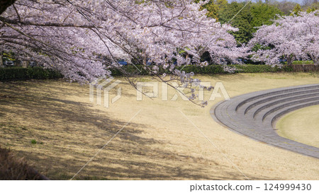 Cherry blossoms and the grounds: Spring scenery 124999430