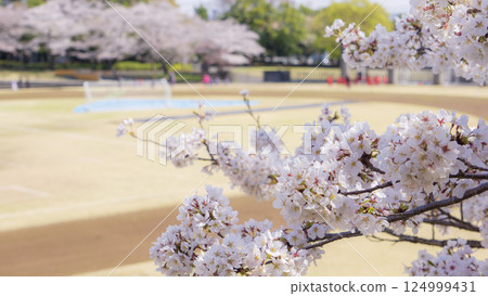 Cherry blossoms and grounds Cherry blossoms and grounds 124999431
