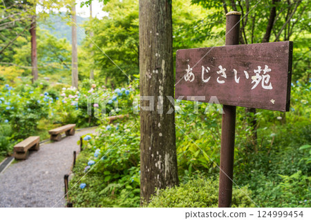 Sanzenin Hydrangea Garden Colorful hydrangeas 124999454