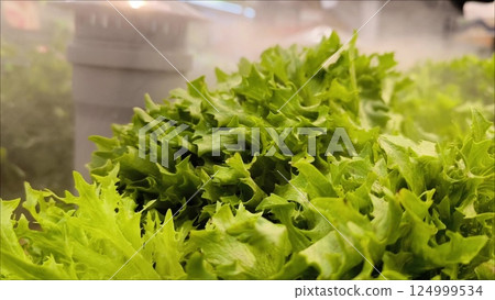 finely dispersed spraying of water vapor, preserves the freshness of the greenery. Fresh green lettuce leaves on the counter in the store. Greens on store shelves 124999534