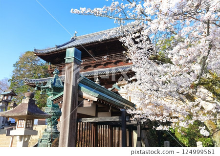 【香川縣】金刀比羅神社（大門和正門）春季櫻花盛開 124999561