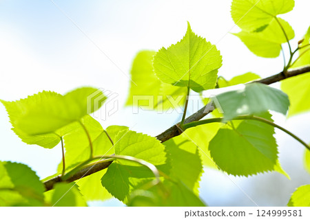 Fresh fresh green image material 124999581