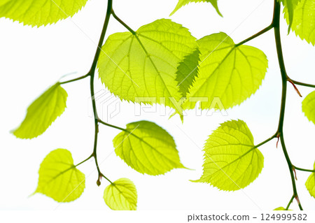 Fresh fresh green image material 124999582