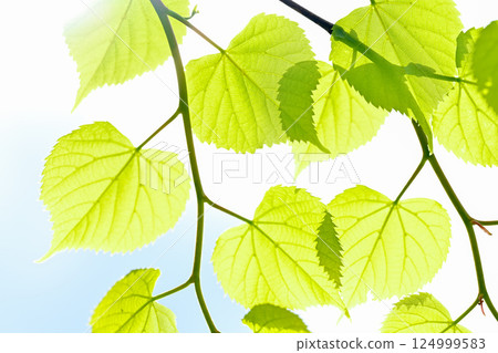 Fresh fresh green image material 124999583