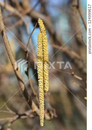 Common hazel 124999617