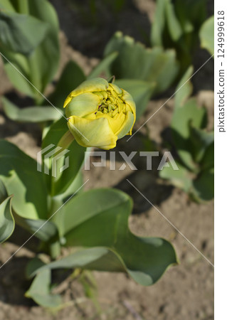 Tulip Yellow Pomponette 124999618