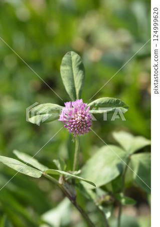Red clover 124999620