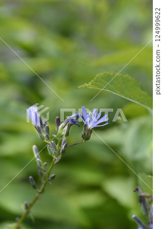 Alpine blue-sow-thistle Alpine blue-sow-thistle 124999622