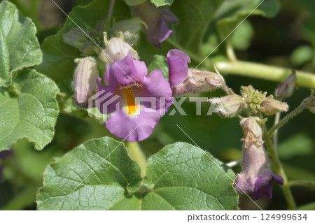 Sweet Unicorn Plant Sweet Unicorn Plant 124999634