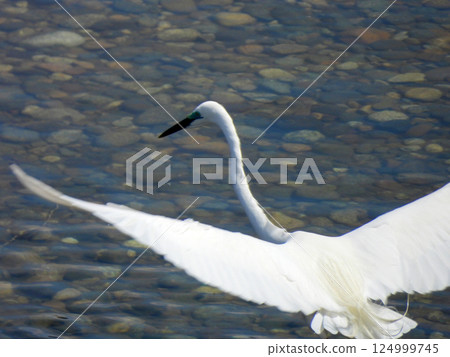 Little Egret flying over the water 124999745