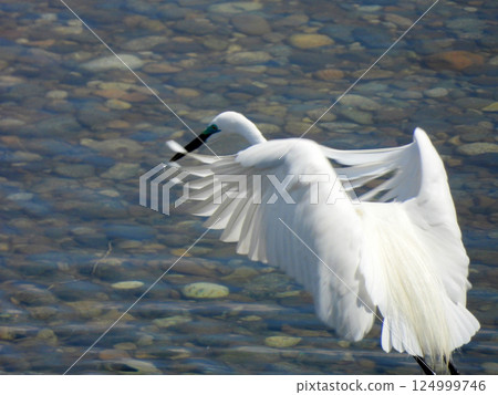 小白鷺鷥在水面飛翔 124999746