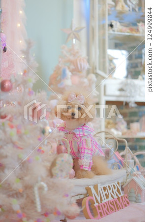 Toy poodle enjoying Christmas 124999844