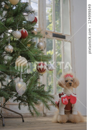 享受聖誕節的玩具貴賓犬 124999849