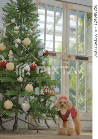 享受聖誕節的玩具貴賓犬 124999850