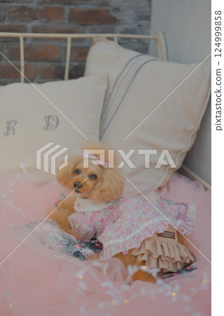 享受聖誕節的玩具貴賓犬 享受聖誕節的玩具貴賓犬 124999858