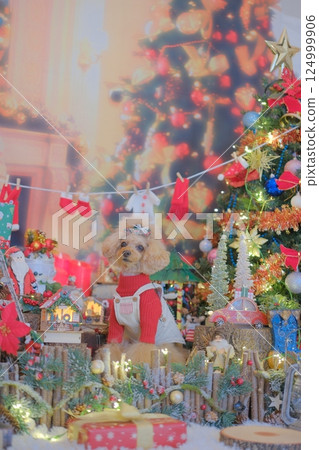 Toy poodle enjoying Christmas Toy poodle enjoying Christmas 124999906