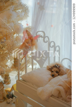 Toy poodle enjoying Christmas Toy poodle enjoying Christmas 124999909