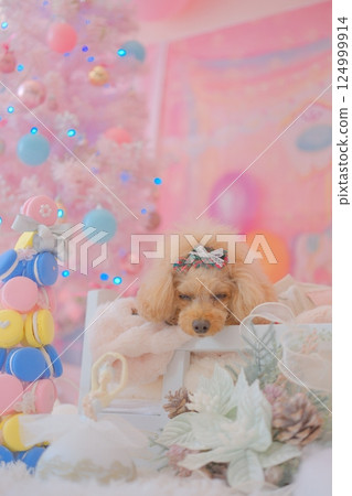 Toy poodle enjoying Christmas 124999914