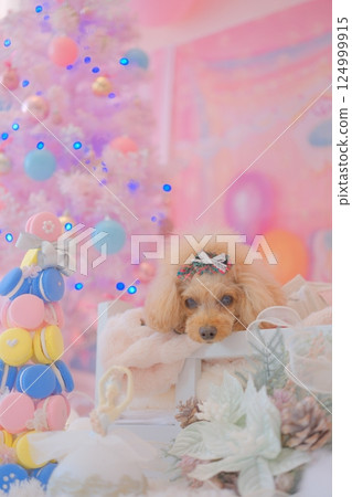 Toy poodle enjoying Christmas 124999915