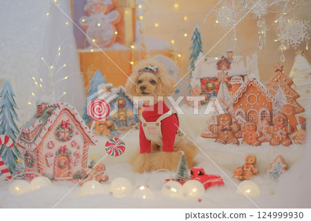 Toy poodle enjoying Christmas 124999930