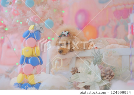 享受聖誕節的玩具貴賓犬 享受聖誕節的玩具貴賓犬 124999934