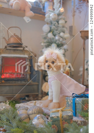 Toy poodle enjoying Christmas Toy poodle enjoying Christmas 124999942