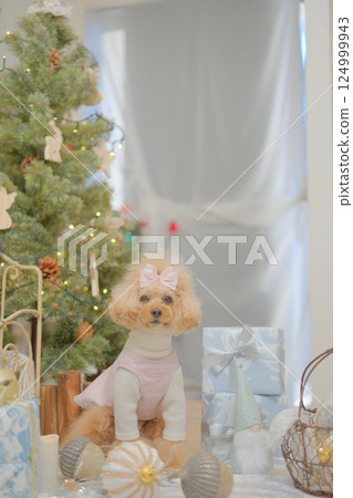 玩具貴賓犬享受聖誕節 124999943