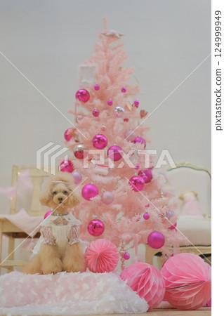 Toy poodle enjoying Christmas 124999949